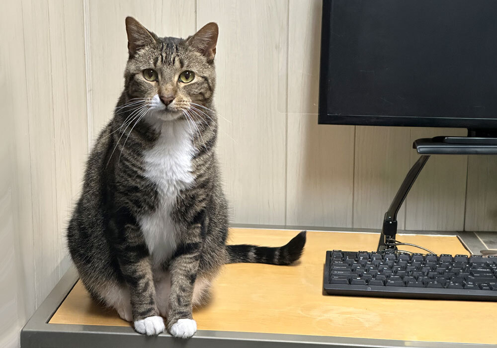 cat on desk