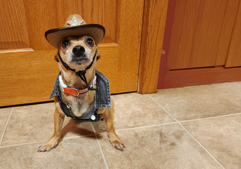 dog in costume