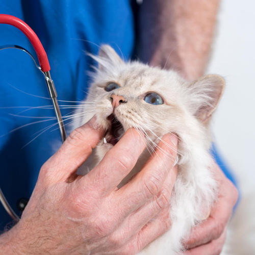 Dental Exam on Cat