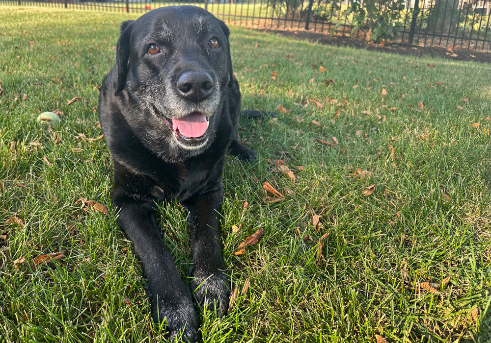 black dog