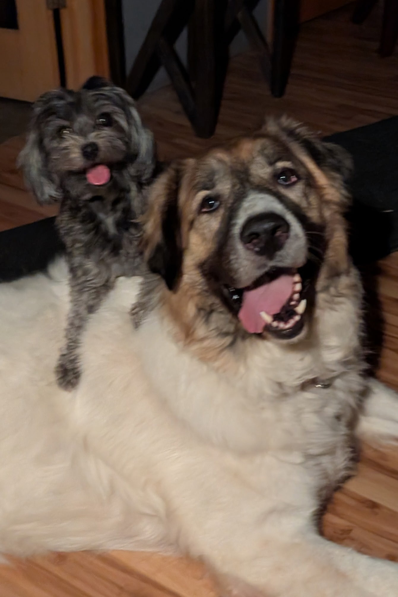Dog pile
