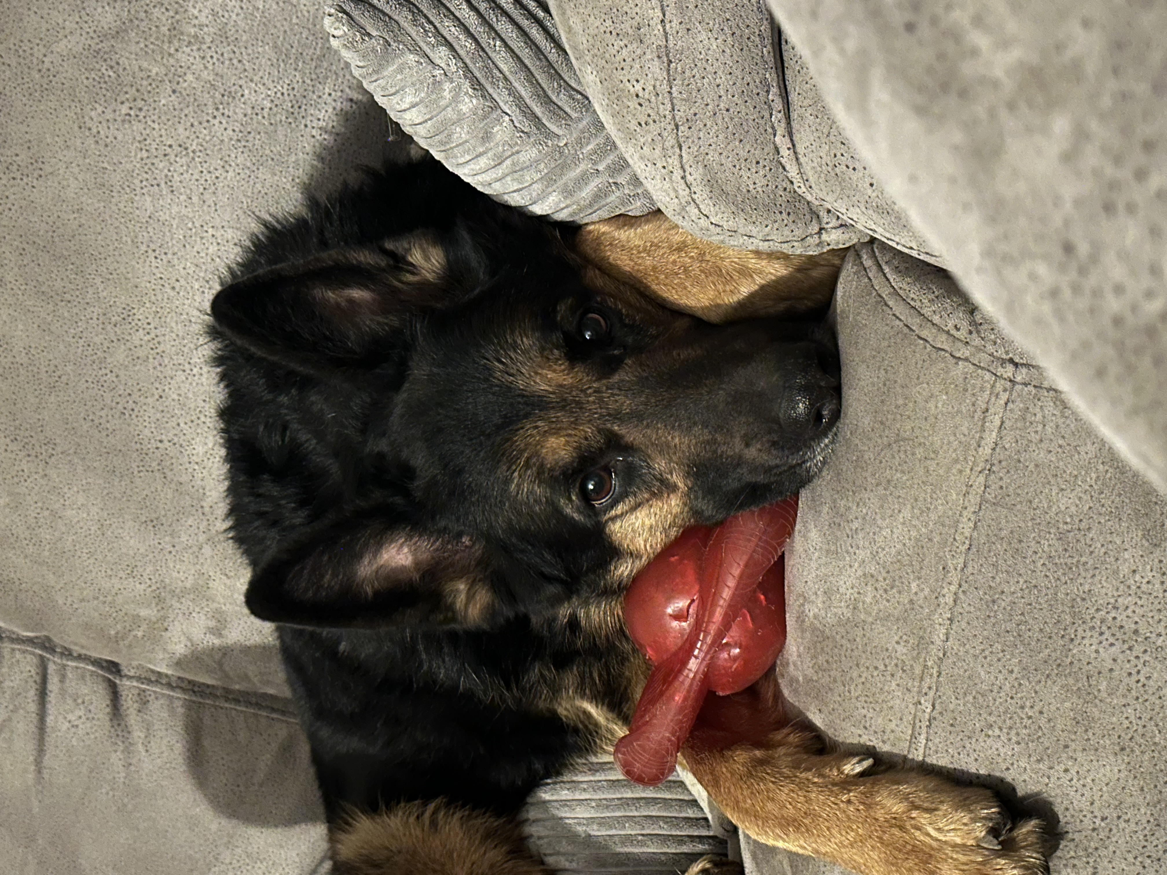 Dog with toy