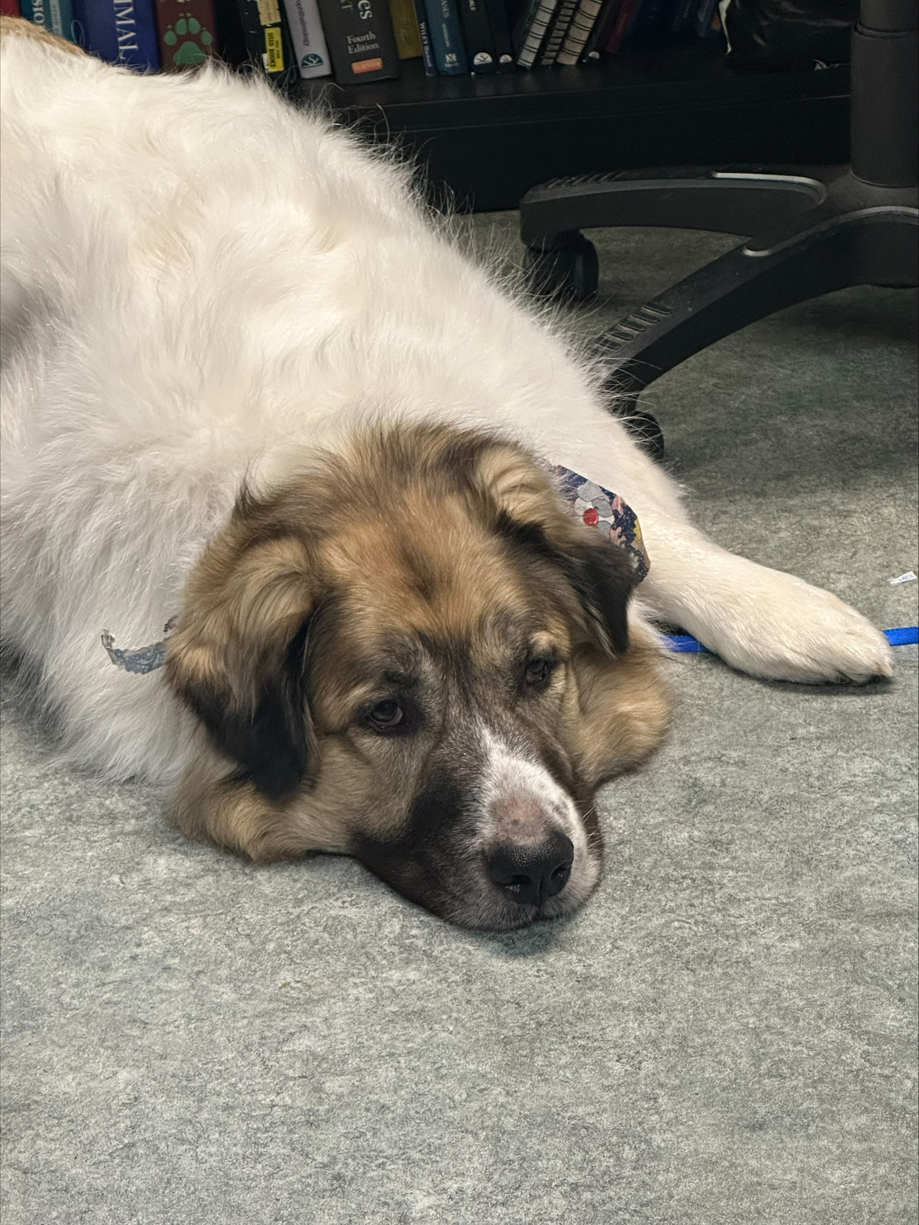 Dog laying down